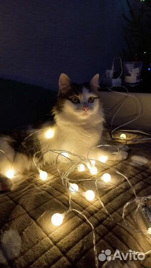 Ищем котика для вязки