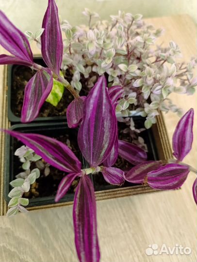 Традесканция Пинк Парадайз