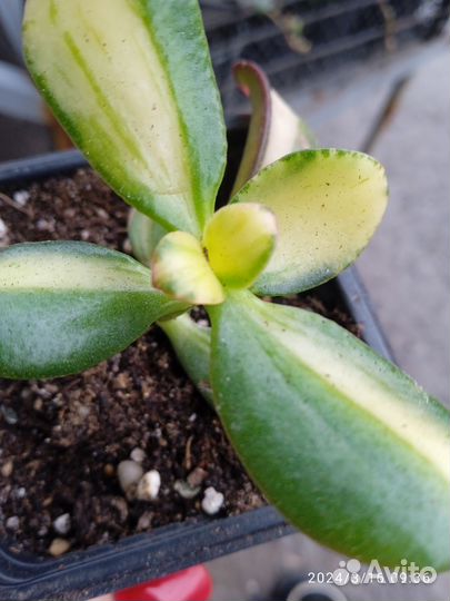 Толстянка вариегатная