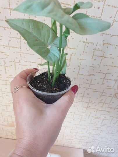 Комнатные растения