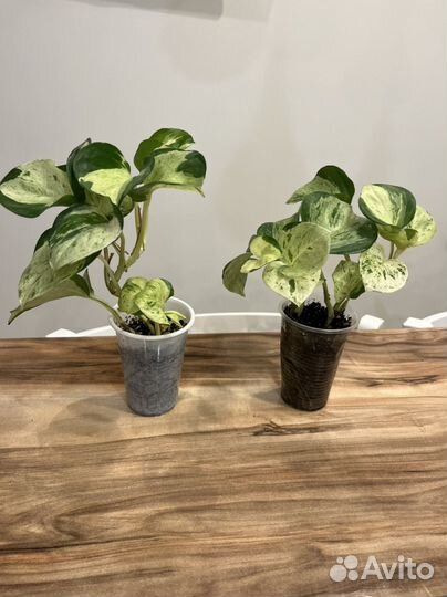 Комнатные растения