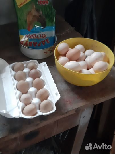 Яйца цесарок инкуационые