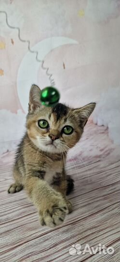 Британские котята