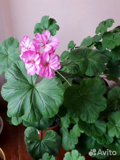 Герани и фиалки