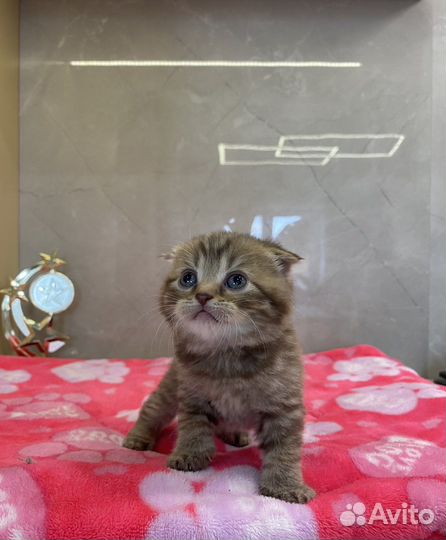 Шотландские котята