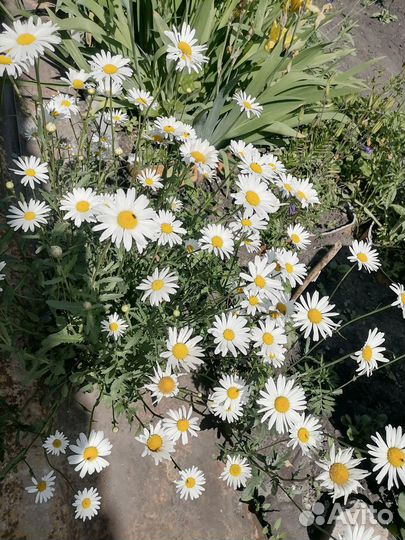 Саженцы садовых цветов