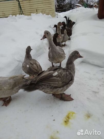 Индоутки немецкие