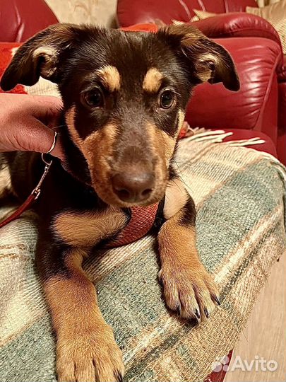 Щенок в добрые руки маленькой собаки