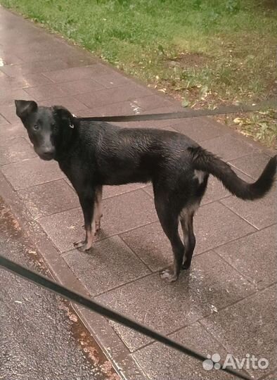 Выгульщик собак с 12 лет