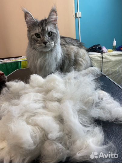 Стрижка кошек на дому Экспресс Линька