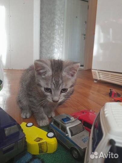 Котик ищет дом