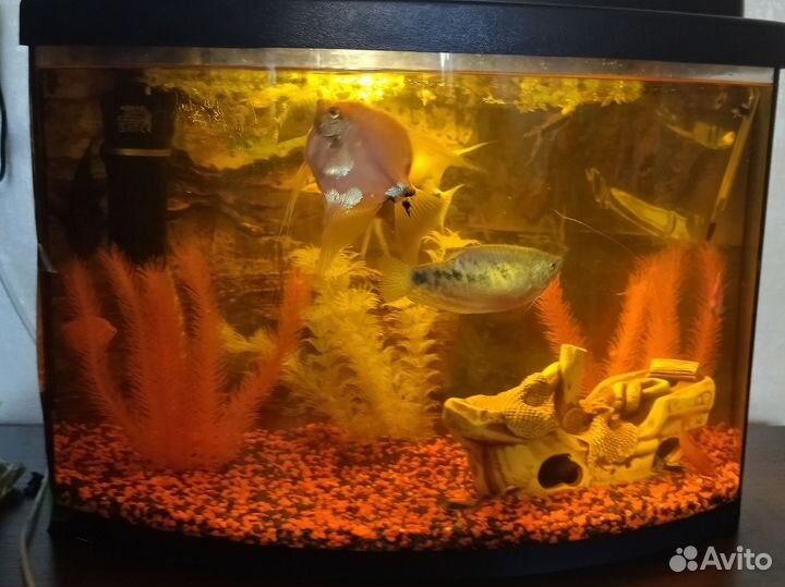 Аквариум