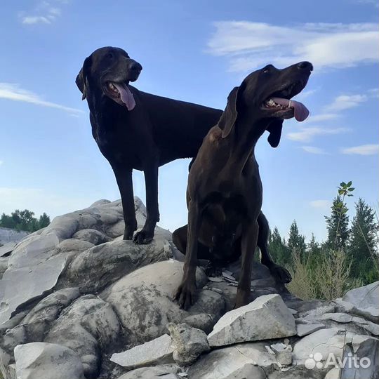 Щенки курцхаара