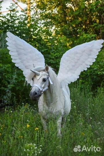 Лошади, пони, олени, верблюд на ваш праздник