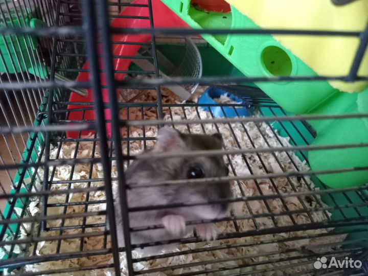 Джунгарский хомяк