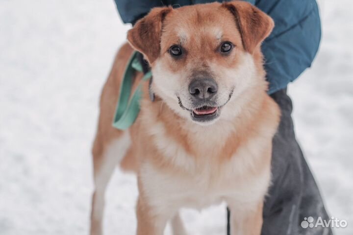 Пес Линч добрый рыжик в добрые руки