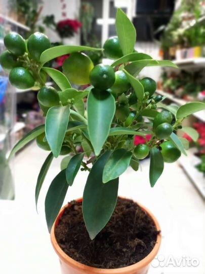 Цитрусы Лимон