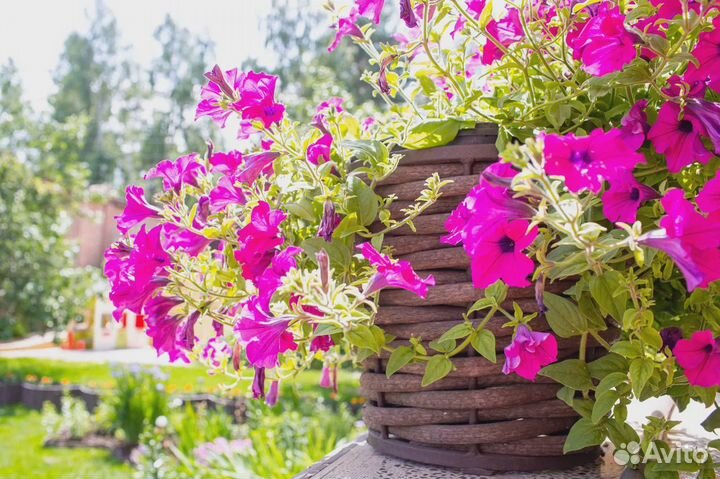 Вазоны для цветов