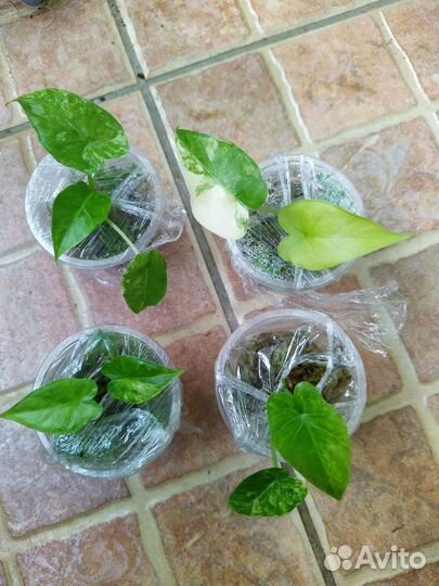 Alocasia Оdora 'Aurea-Variegata