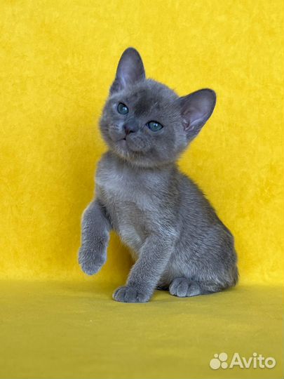 Бурманские котята в голубом окрасе