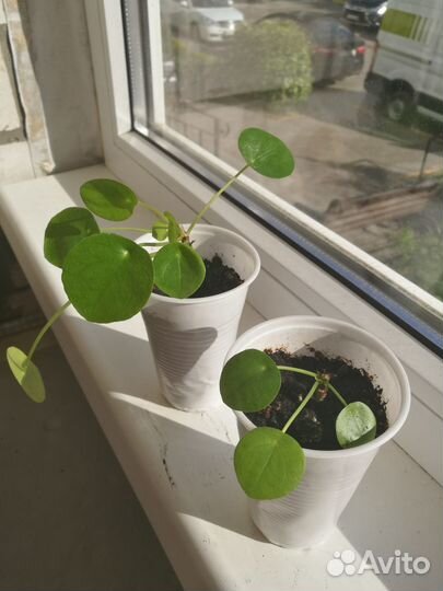 Пилея пеперомиевидная