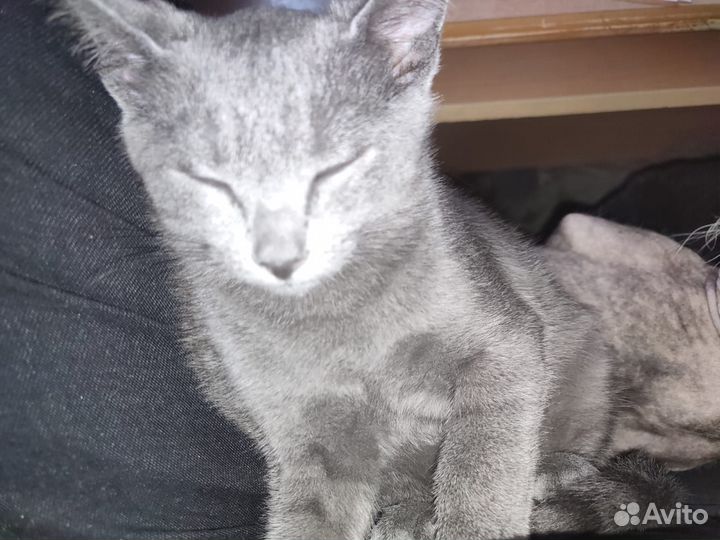 Шикарный котенок ищет дом