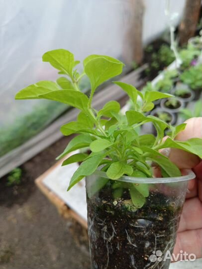 Рассада петунии