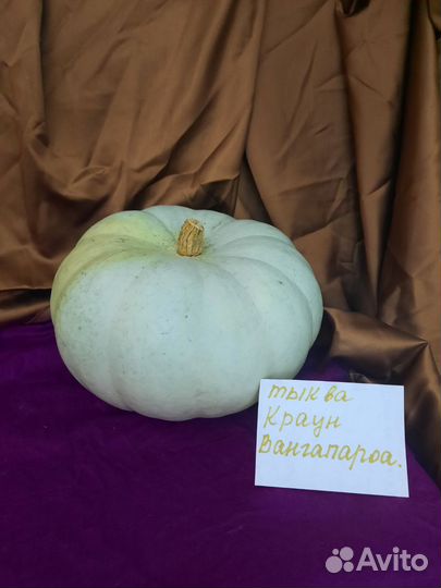 Тыква редких сортов