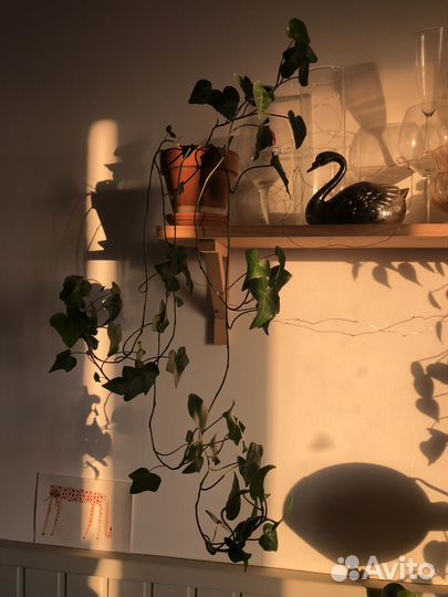 Плющ Хедера