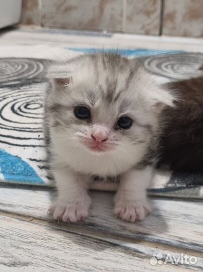 Милые котята