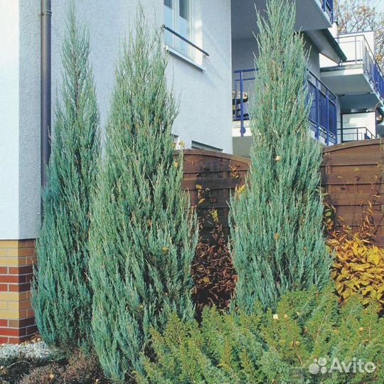 Можжевельник блю эрроу