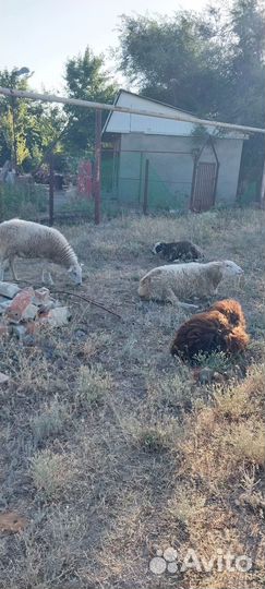 Бычок 2 матки одна ярочка один баранчик