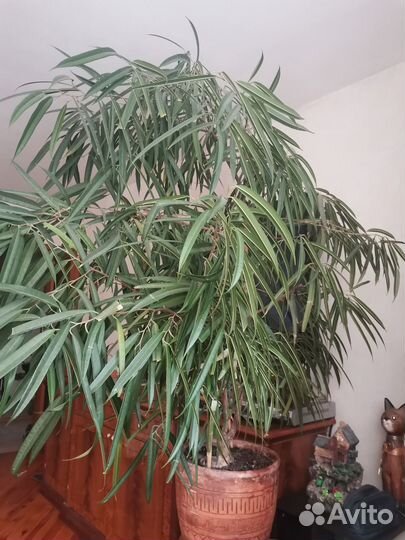 Роскошный фикус 