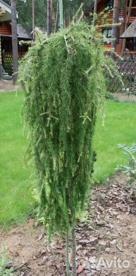 Лиственница пендула