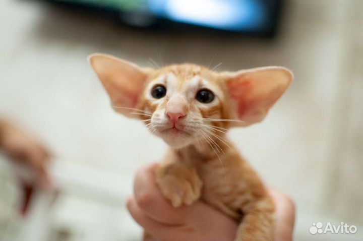 Шикарный ориентальный котик