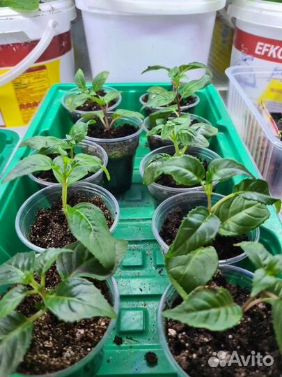 Комнатные цветы фуксия