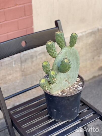 Кактус опунция