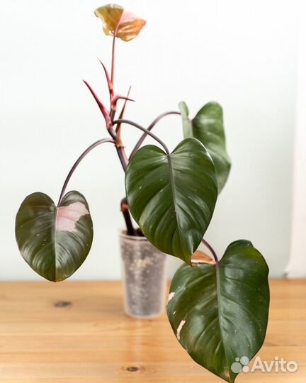 Филодендрон розовая принцесса