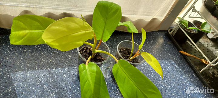 Комнатные декоративно-лиственные растения