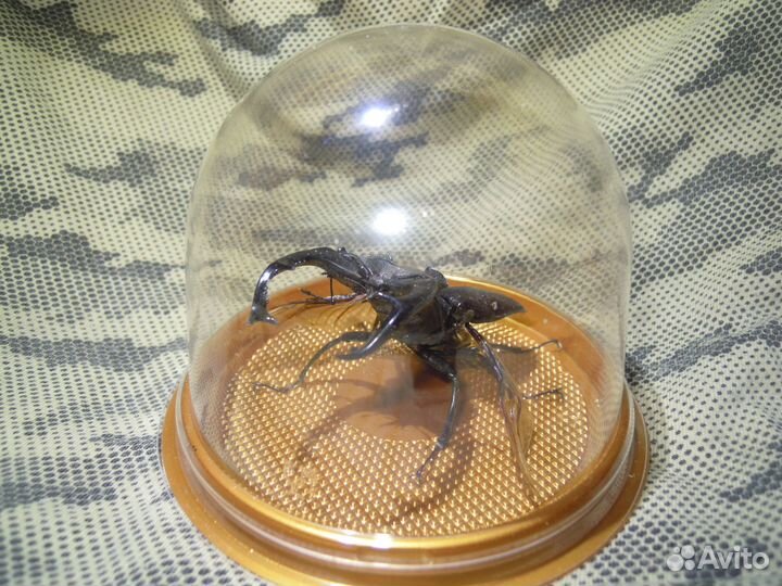 Сувенир - настоящий жук в колбе