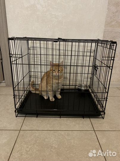 Клетка для перевозки собак и кошек Аренда