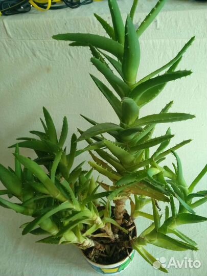 Алоэ, кактусы