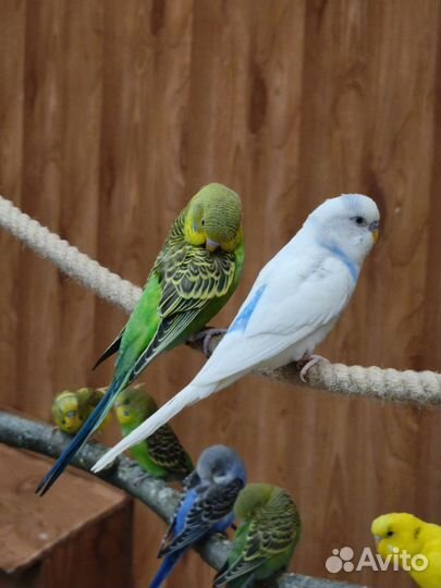 Волнистый попугай