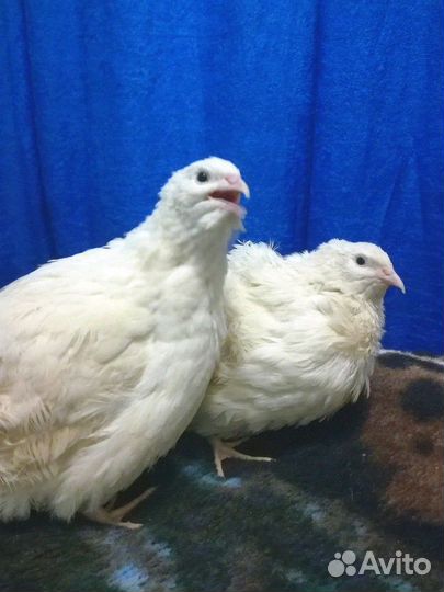Перепелки от суточных до несушек