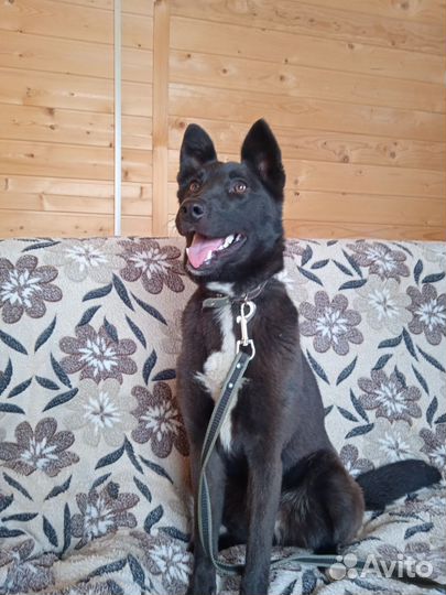 Девочка в добрые руки