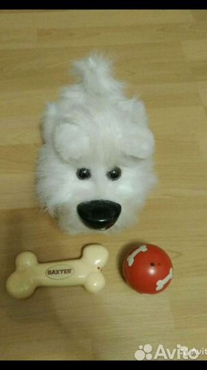 Собака Бакстер