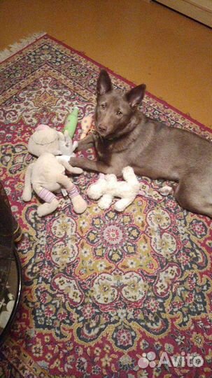 Шоколадная собака