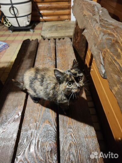 Котята в добрые руки бесплатно
