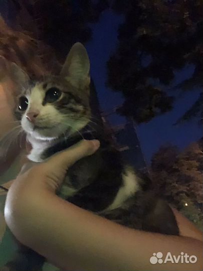 Домашние животные кошки