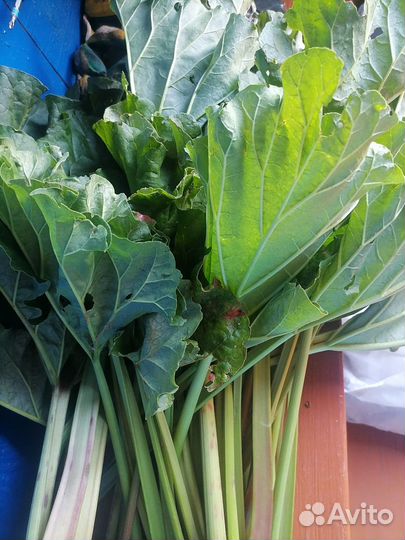 Ревень (свежая срезка и саженцы)